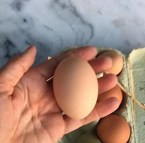 게스트하우스 Le Triol 3*